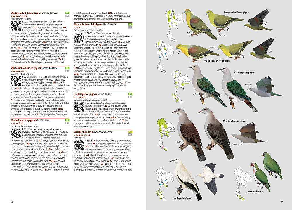 Sample page of Birds of Thailand Birds of Thailand sample page